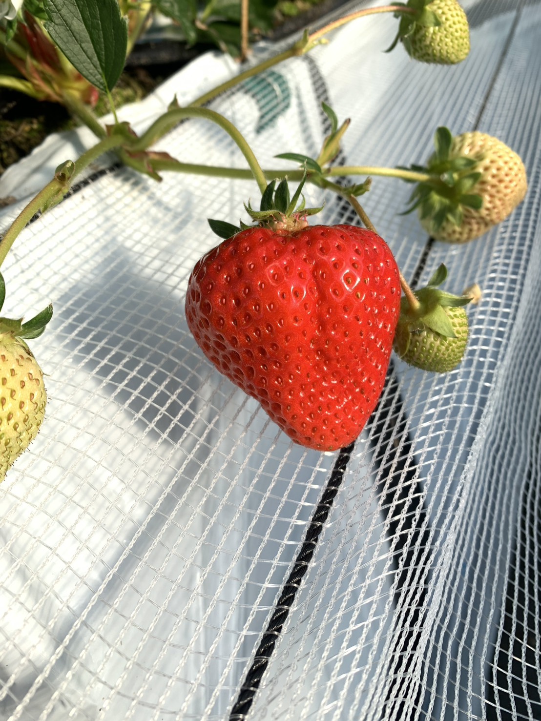 Farm view 2